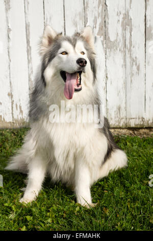 Ein Porträt von ein Siberian Husky mit grauen Flecken mit seiner Zunge heraus. Stockfoto