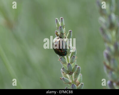 Eine schillernde bunte Rosmarin Käfer ernähren sich von Lavendel Stockfoto