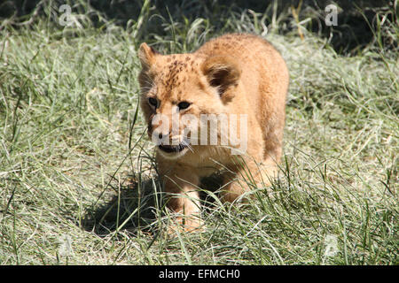Löwenjunges zu Fuß auf dem Rasen Stockfoto