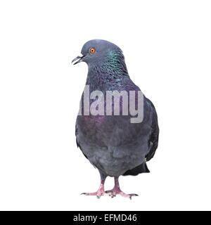 männliche wilde Taube (Columba Livia) isoliert auf weißem Hintergrund Stockfoto