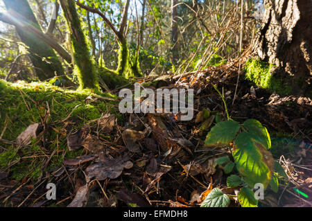 Erdgeschoss-Blick auf das Unterholz in einem Leicestershire Holz Stockfoto