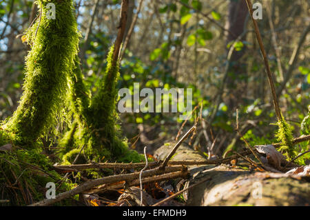 Erdgeschoss-Blick auf das Unterholz in einem Leicestershire Holz Stockfoto