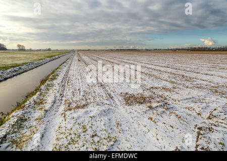 Blumenfelder im Winter warten auf Frühling, Stroh und eine Schicht Neuschnee gedeckt in der Nähe von Voorhout, Südholland, Niederlande. Stockfoto