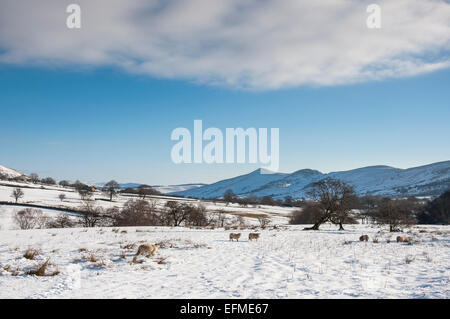 Ländliche Winterlandschaft von Schafen in einem schneebedeckten Feld in das Tal der Edale, Derbyshire. Blick auf Lose Hügel in der Ferne. Stockfoto