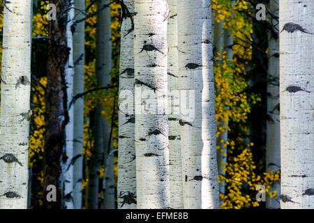 Espen der West Elk Mountains und Kebler Pass zeigen ihre brillanten weißen im Herbst Stockfoto