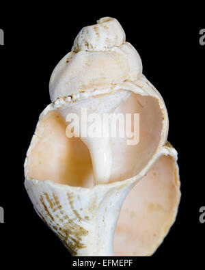 Seashell closeup auf schwarzem Hintergrund. Stockfoto