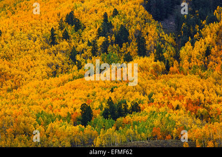 Die Aspen Bäume Kebler Pass außerhalb von Crested Butte, Colorado stehen in voller Spitze Fallfarbe Angeberei ihre Brillanz Stockfoto