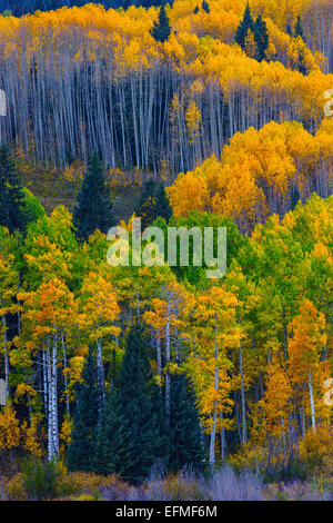 Der Aspen Bäume von Ohio Pass außerhalb von Crested Butte Colorado Leuchten in den schönen Herbst-Farben gelb, Gold und grün Stockfoto