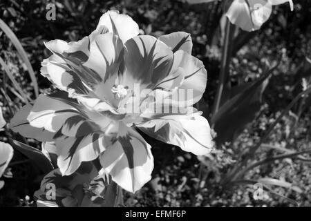 Nahaufnahme einer doppelten frühen Monsella Tulpe blüht in einem Blumenbeet - monochrome Verarbeitung Stockfoto