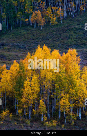 Aspen entlang Kebler Pass zeigen ihre schönen Herbstfarben Stockfoto