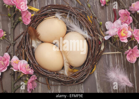 Eiern im Frühjahr blühen Nest. Stillleben mit frischen Bio-Eiern in einem Frühling Blüte nisten. Stockfoto