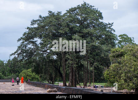 Einer der weltweit größten Backsteinbauten, Anuradhapura, Jetavanarama, Pagode, Stupa, Sri Lanka, Stockfoto