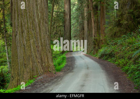 Howland Hill Road schlängelt sich durch Redwoods (Sequoia Sempervirens) im Redwood National Park und Jedediah Smith Redwoods Sta Stockfoto