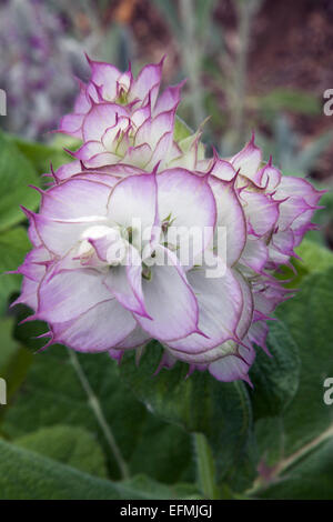 Muskatellersalbei Blume Stockfoto