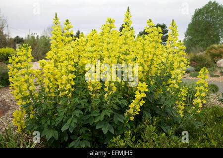 THERMOPSIS montana Stockfoto