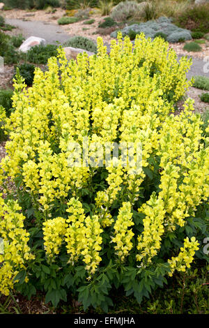 THERMOPSIS montana Stockfoto