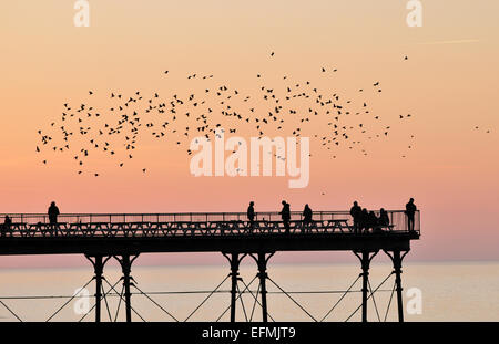 Aberystwyth, Wales, UK. 7. Februar 2015. UK-Wetter.  Nach einem perfekten Wintertag mit Sonnenuntergang, Teil eine große Herde von Starling verläuft über das Ende des königlichen Pier, Aberystwyth, beobachtet von einer Gruppe von Menschen in der Stille des Abends Credit: John Gilbey/Alamy Live News Stockfoto