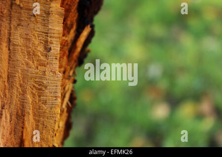 Zerrissene Baum in der Nahaufnahme Zusammensetzung. Stockfoto