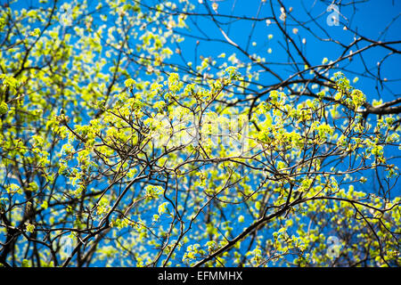 Blühende Ahornbaum im Frühling. Die Poesie des Lebens Wiedergeburt. Stockfoto