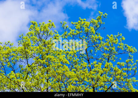 Blühende Ahornbaum im Frühling. Die Poesie des Lebens Wiedergeburt. Stockfoto