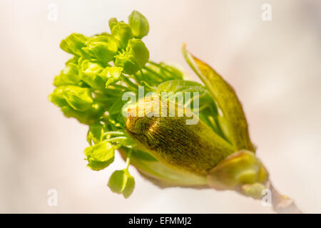 Blühende Ahornbaum im Frühling. Die Poesie des Lebens Wiedergeburt. Stockfoto