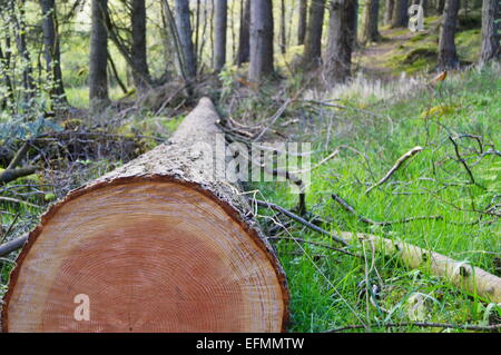 Frisch gefällte Baum Jahresringe zeigen Stockfoto