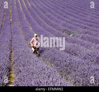 Landwirt Andrew Ulmen nutzt sein alte Fahrrad, um seine Levender-Ernte auf seinem Bauernhof Iat Lordington, in der Nähe von Chichester, West Sussex zu überprüfen. PIC Stockfoto