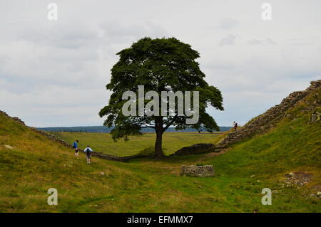 Bergahorn Lücke auf den Roman Wall in Northumberland. Stockfoto