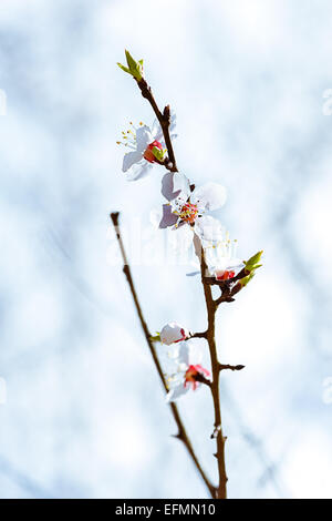 Schneewittchen 2. Nahaufnahme von einem japanischen Sakura-Zweig voller weißer Kirschenblüten gegen den weißen Hintergrund verschwommen und glatt Stockfoto