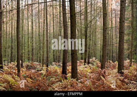 Bäume in der Wyre forest Worcestershire England Stockfoto