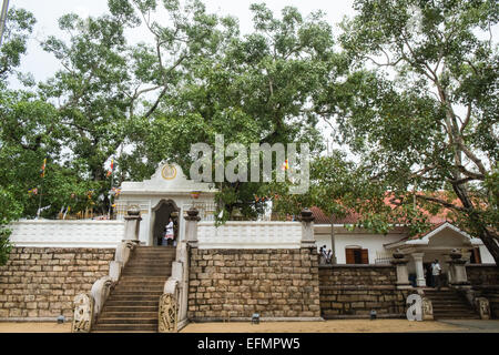 Am Heiligen Bo, Bodhi, Baum, Tempel, buddhistische, Anuradhapura, Sri Lanka, Asien. Stockfoto