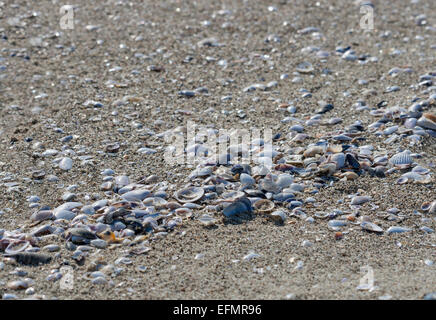 Meer-Sand-Strand übersät mit verschiedenen Muscheln, Nahaufnahme Stockfoto