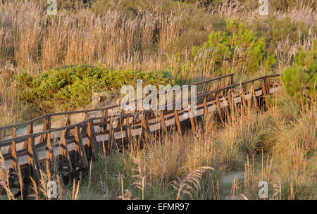 Panorama Holzbrücke über die Sanddünen von Tuscany einsamen Strand, Italien Stockfoto