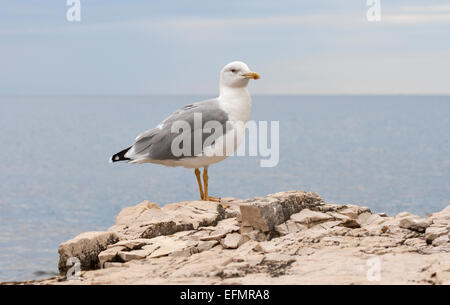 Möwe auf einem Stein des Meeres mit Blick in die Kamera, Nahaufnahme Stockfoto