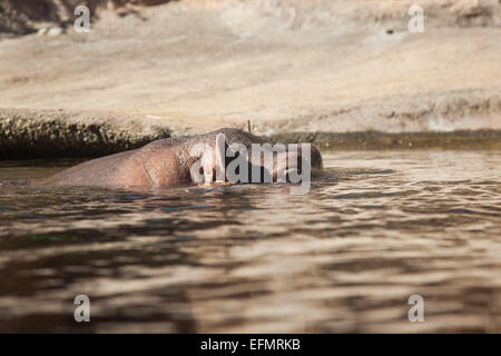 Nilpferd spähen aus dem Wasser. Stockfoto
