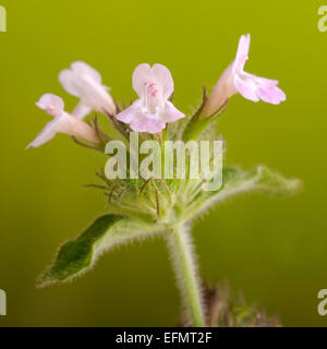 Wild Basil, Satureja vulgaris (Clinopodium vulgare), Portrait von lila Blüten mit schönen Fokus Hintergrund. Stockfoto