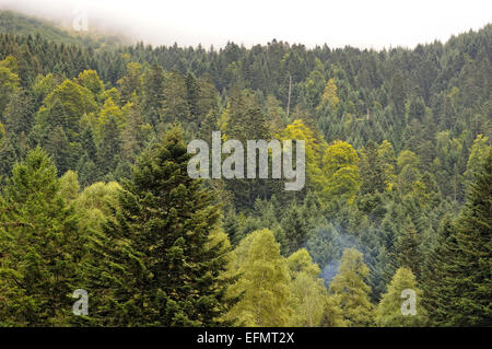 Blick auf Tannen Wald in Val d'Azun. Pyrenäen, Hautes Pyrenäen (Frankreich). Stockfoto