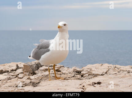 Möwe auf einem Stein des Meeres mit Blick in die Kamera, Nahaufnahme Stockfoto