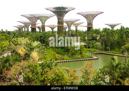 Blick auf Supertree Grove in den Gärten von der Bay Park in Singapur. Stockfoto