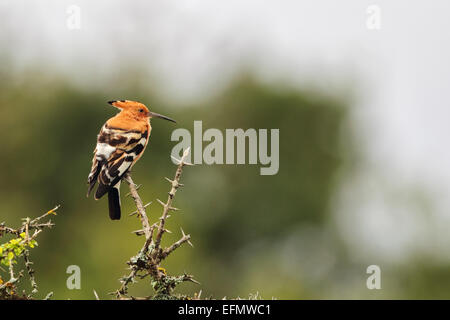 Wiedehopf (Upupa Africanis) sitzt auf einem dornigen Zweig in Amakhala Game Reserve, Eastern Cape, Südafrika. Stockfoto