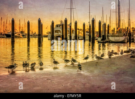 Sonnenuntergang am Hafen Santa Barbara Zusammenkunft von Möwen Stockfoto