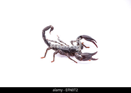 Schwarzen Skorpion isoliert auf weißem Hintergrund Stockfoto