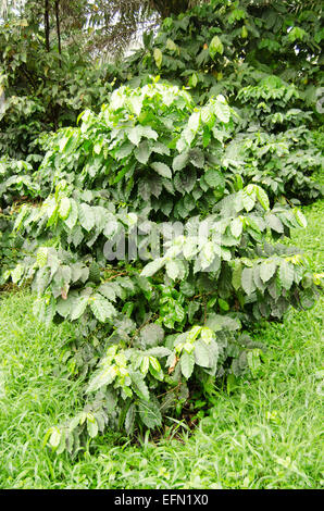 Teepflanzen, die wachsen im Eden Project, St Austell, Cornwall, UK Stockfoto