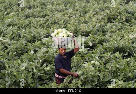 Bhubaneswar, indischen Bundesstaat Orissa. 7. Februar 2015. Ein Bauer hält Auberginen oben auf seinem Kopf Spaziergänge auf einem pflanzlichen Feld am Stadtrand von Bhubaneswar, Hauptstadt des östlichen indischen Bundesstaat Orissa, 7. Februar 2015. © Stringer/Xinhua/Alamy Live-Nachrichten Stockfoto