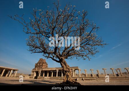 (150208)--KARNATAKA, 8. Februar 2015 (Xinhua)--Gebäude der Vittala Tempel von Hampi ist im Bellary District of India Bundesstaat Karnataka, 7. Februar 2015 gesehen. Spitznamen wie "Hampi: The Lost World", die strenge, grandiose Website von Hampi war die letzte Hauptstadt des letzten großen hinduistischen Königreich von Vijayanagar. Seine sagenhaft reichen Fürsten gebaut dravidischen Tempel und Paläste, die die Bewunderung der Reisenden zwischen dem 14. und 16. Jahrhundert. Von der Deccan muslimischen Konföderation im Jahre 1565 erobert, wurde die Stadt über einen Zeitraum von sechs Monaten vor dem Verlassenwerden geplündert. Die Gruppen der Denkmäler zu H Stockfoto