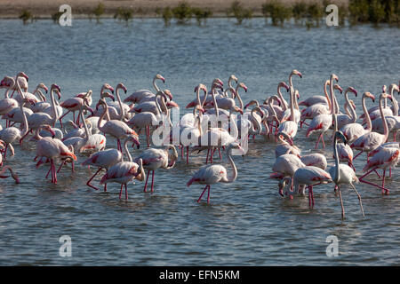 Größere Flamingos in Ras al Khor Wildlife Sanctuary in Dubai, Vereinigte Arabische Emirate Stockfoto