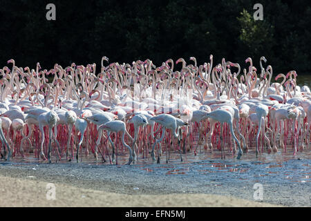 Größere Flamingos in Ras al Khor Wildlife Sanctuary in Dubai, Vereinigte Arabische Emirate Stockfoto