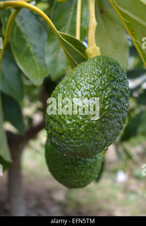 Hass Avocado, Persea Americana "Hass", Frucht am Baum wächst. Andalusien, Spanien. Stockfoto