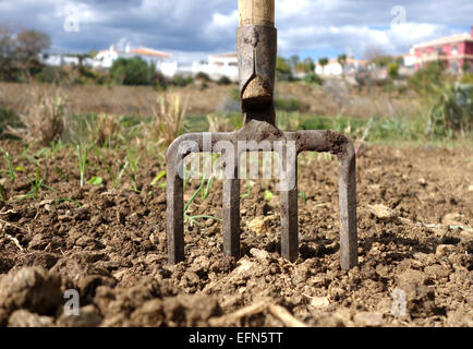 Geschmiedete spading Gabel auf fruchtbaren Boden, Zwiebel Bett hinter, Südspanien. Stockfoto