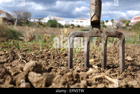 Geschmiedete spading Gabel auf fruchtbaren Boden, Zwiebel Bett hinter, Südspanien. Stockfoto